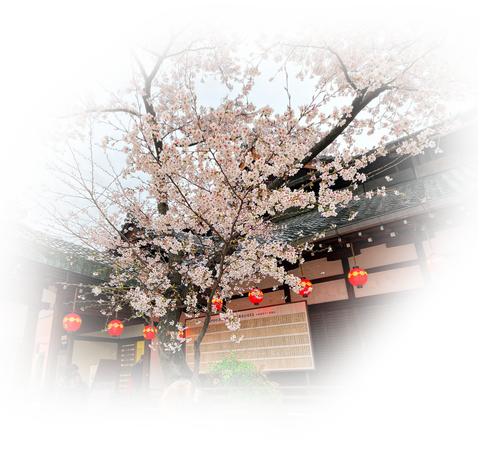 桜の咲く社